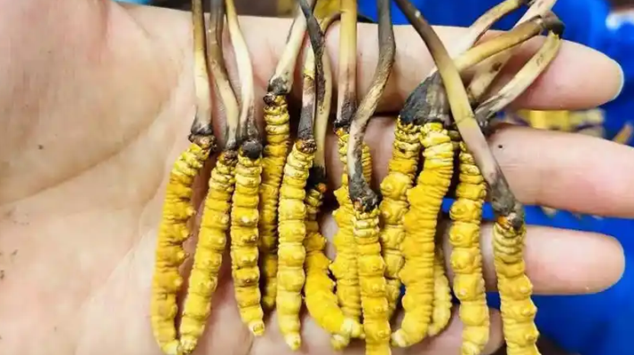 冬蟲夏草吃鮮的還是干的？一場關(guān)于自然饋贈的現(xiàn)代抉擇
