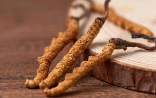 吃冬蟲夏草的好處有哪些？科學(xué)解讀這株"雪山黃金"的養(yǎng)生價(jià)值