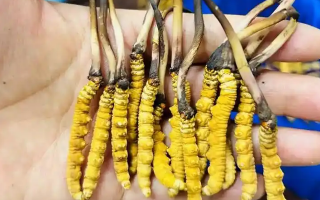 冬蟲夏草吃鮮的還是干的？一場關(guān)于自然饋贈的現(xiàn)代抉擇