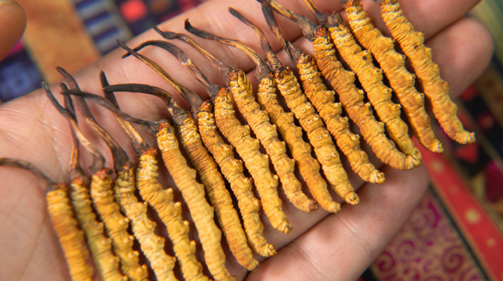 今年<a href=http://www.zhylvs.com/xinxian/ target=_blank class=infotextkey>鮮冬蟲夏草</a>價格如何?