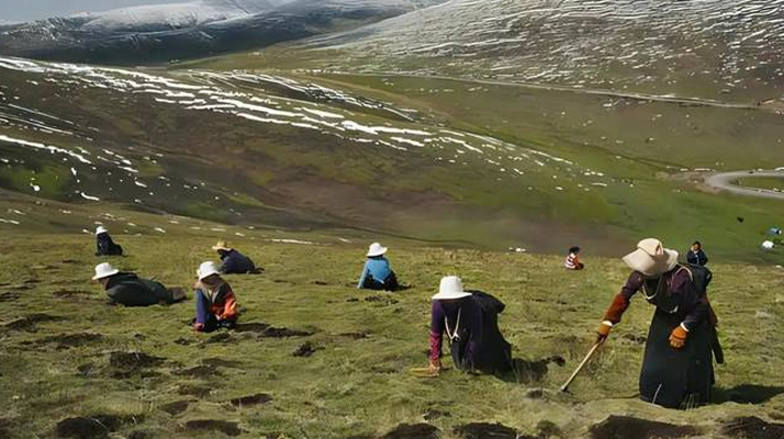 西藏鮮冬蟲夏草<a href=http://www.zhylvs.com/ target=_blank class=infotextkey><a href=http://www.zhylvs.com/s/nqcc/ target=_blank class=infotextkey>那曲蟲草</a></a>