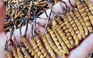 如何鑒別冬蟲(chóng)夏草生藥學(xué)