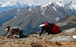 哪個地方采摘冬蟲夏草