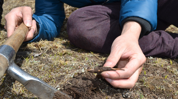 怎樣鑒別<a href=http://www.zhylvs.com/tag/6.html target=_blank class=infotextkey>冬蟲夏草的產(chǎn)地</a>