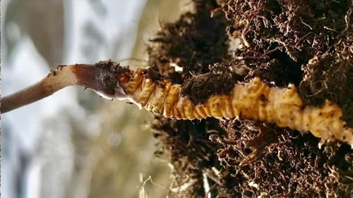 <a href=http://www.zhylvs.com/xinxian/ target=_blank class=infotextkey>新<a href=http://www.zhylvs.com/xinxian/ target=_blank class=infotextkey>鮮冬蟲夏草</a></a>何時采摘