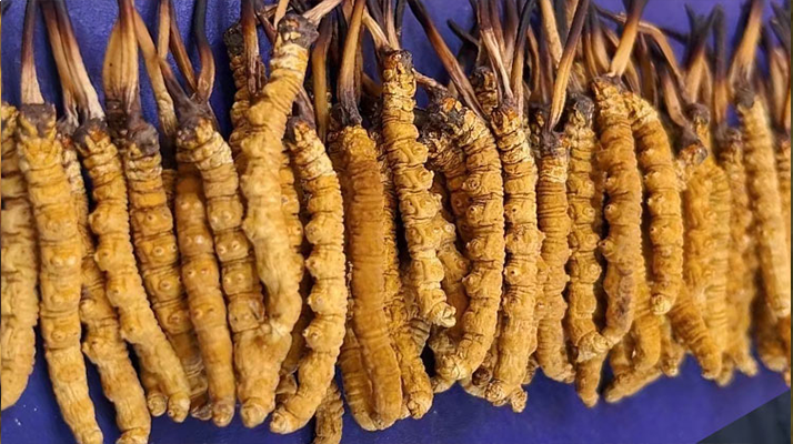 今年冬蟲(chóng)夏草行情走勢(shì)