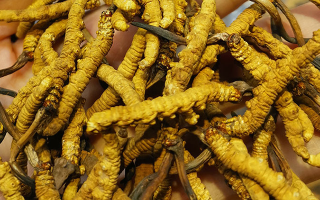 正宗產(chǎn)地野生的冬蟲(chóng)夏草