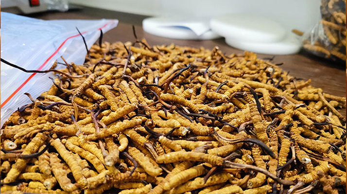 冬蟲(chóng)夏草干草鮮草哪個(gè)好