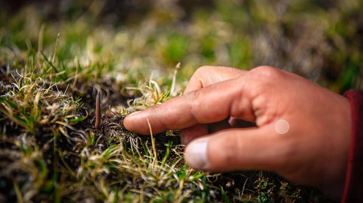 冬蟲夏草怎么找？自然采挖與市場獲取全指南