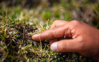 冬蟲夏草怎么找？自然采挖與市場獲取全指南