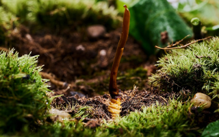 冬蟲夏草科學(xué)存放指南：守護珍貴滋補品的品質(zhì)與價值