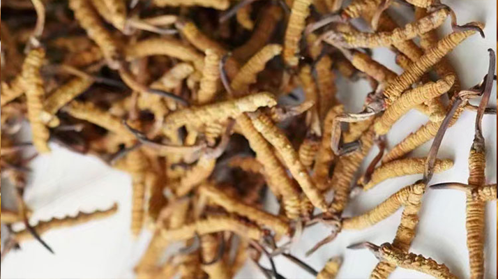 野生<a href=http://www.zhylvs.com/jiage/ target=_blank class=infotextkey>冬蟲夏草價(jià)格</a>揭秘：多因素交織下的市場(chǎng)行情