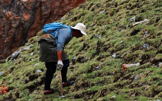 冬蟲夏草的采摘時(shí)間：自然節(jié)律與地域特性的雙重影響