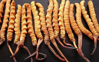 冬蟲夏草性狀鑒別指南：掌握這7個關(guān)鍵特征，輕松辨別真?zhèn)蝺?yōu)劣