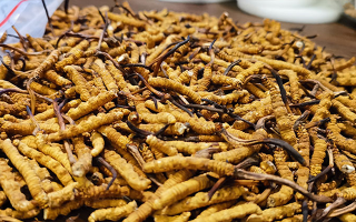 冬蟲夏草燉食指南：解鎖不同搭配的營(yíng)養(yǎng)密碼