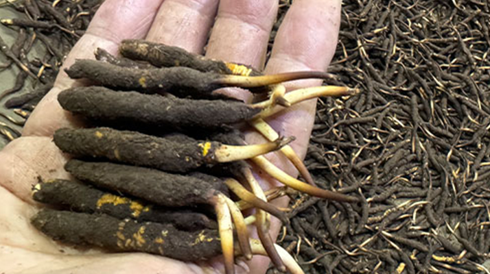 一天一根新鮮冬蟲(chóng)夏草，這些功效藏不住