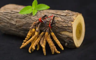 冬蟲夏草一開始長(zhǎng)什么樣？從幼蟲到蟲草雛形的生長(zhǎng)歷程