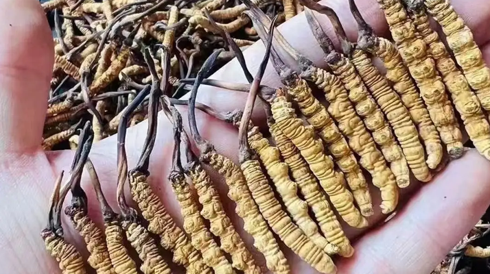 冬蟲夏草燉豬肚：滋補(bǔ)暖身的傳統(tǒng)藥膳做法詳解