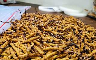 冬蟲夏草：泡水喝還是煮一下？兩種食用方式的全面對比