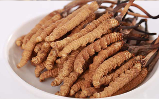新鮮冬蟲夏草能煮水喝嗎？答案與正確方法都在這