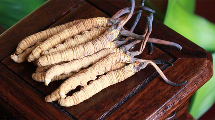 長(zhǎng)期干咳如何吃冬蟲夏草：潤(rùn)肺止咳的科學(xué)食用指南