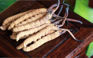 長(zhǎng)期干咳如何吃冬蟲夏草：潤(rùn)肺止咳的科學(xué)食用指南