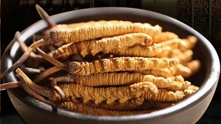 最新鮮的冬蟲夏草：產(chǎn)地、采挖與保存之辨