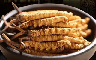 最新鮮的冬蟲夏草：產(chǎn)地、采挖與保存之辨