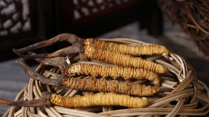 冬蟲夏草煲湯怎么煲好喝？營(yíng)養(yǎng)與口感雙優(yōu)的實(shí)用指南