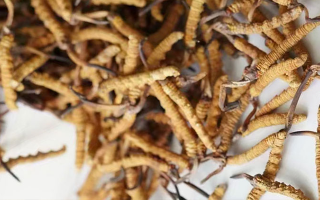 冬蟲夏草一斤多少元一根？多因素交織下的價(jià)格探秘