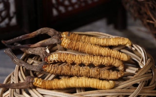 冬蟲夏草煲湯怎么煲好喝？營養(yǎng)與口感雙優(yōu)的實用指南