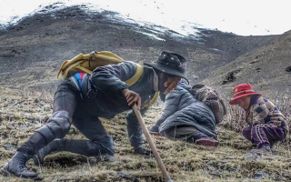 野生冬蟲夏草產(chǎn)地在哪里？核心產(chǎn)區(qū)與品質(zhì)特點解析