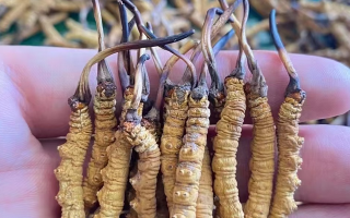 冬蟲夏草怎么辨別真假？6 個(gè)實(shí)用鑒別方法