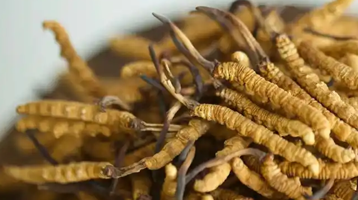 冬蟲(chóng)夏草輔助調(diào)理病癥的方法：科學(xué)搭配與食用指南