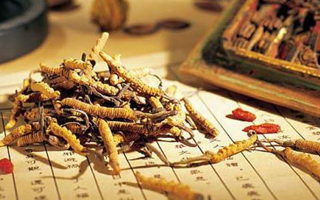 冬蟲夏草適合老人吃嗎？科學(xué)分析與食用建議