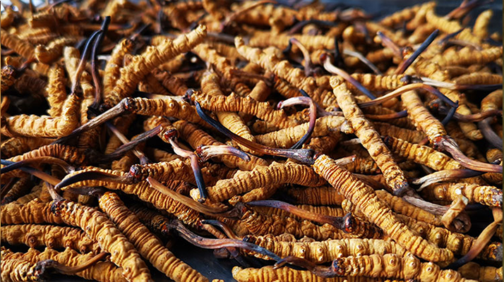 一根冬蟲夏草大概多少錢？價(jià)格背后的秘密