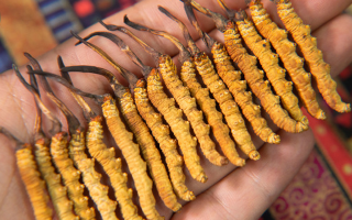 早期冬蟲夏草怎么吃最好？解鎖營養(yǎng)最大化的食用方式