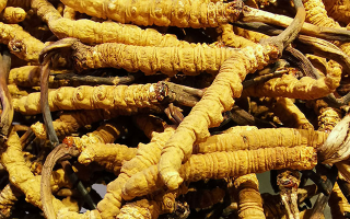 新鮮冬蟲夏草一克多少錢？?jī)r(jià)格影響因素全解析