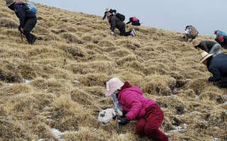 冬蟲夏草采挖看月份！4-7月各產(chǎn)區(qū)差異大，5-6月是“黃金窗口”