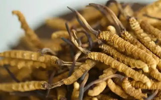 冬蟲夏草采摘季指南：找準(zhǔn)黃金時(shí)段，鎖住蟲草精華