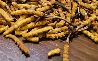 鮮冬蟲夏草并非 “制作” 而成！揭秘其天然形成與核心特性