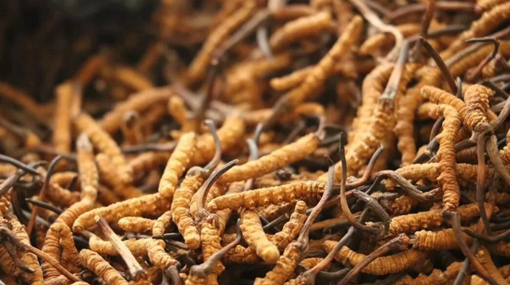 鮮冬蟲夏草有保質(zhì)期嗎??jī)?chǔ)存方式與時(shí)效全解析