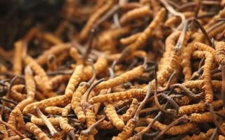 鮮冬蟲夏草有保質(zhì)期嗎？?jī)?chǔ)存方式與時(shí)效全解析