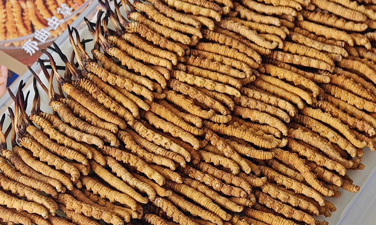 斷的冬蟲夏草：效果是否打折？科學解讀與實用建議