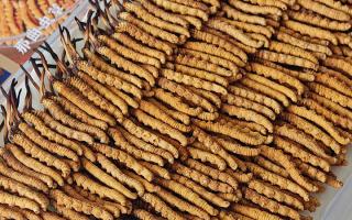 斷的冬蟲夏草：效果是否打折？科學(xué)解讀與實用建議