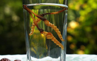 鎖陽(yáng)冬蟲(chóng)夏草泡酒：配伍原理、制作方法與飲用規(guī)范