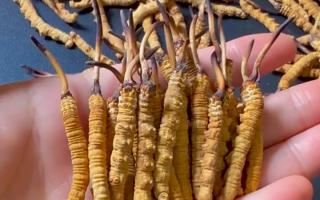 真假冬蟲夏草怎么辨別？5 個(gè)實(shí)用方法 + 避坑指南
