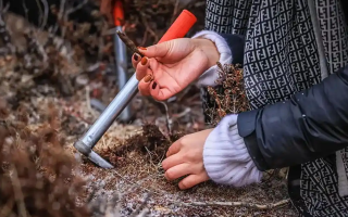 山上認(rèn)冬蟲夏草：從環(huán)境到細(xì)節(jié)，4 步避開 “偽蟲草”