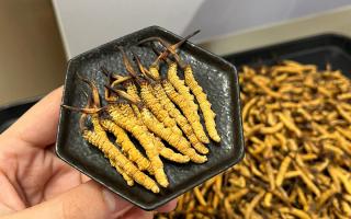 冬蟲夏草可以煲骨頭嗎？當然可以！這樣做營養(yǎng)翻倍