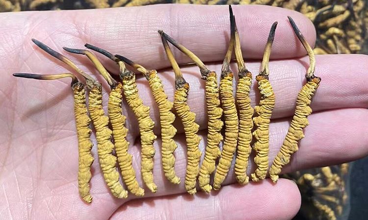 野生冬蟲夏草的外形特征 